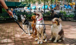 Dog Training Services In Minnesota