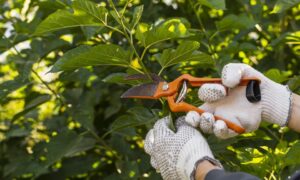 How Weather Patterns Shape Tree Care