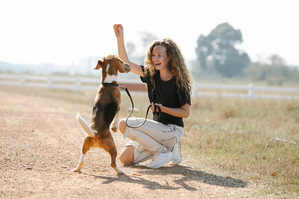 Positive Dog Training For A Happier Home