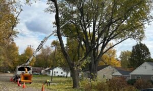 Seasonal Tree Care