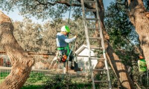 Tree Care Tips For Pittsburgh