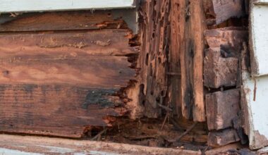 Wood-Destroying Insects And Why You Need An Inspection