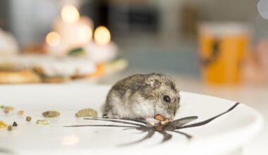 Rodent Behavior And Its Implications For Control Methods