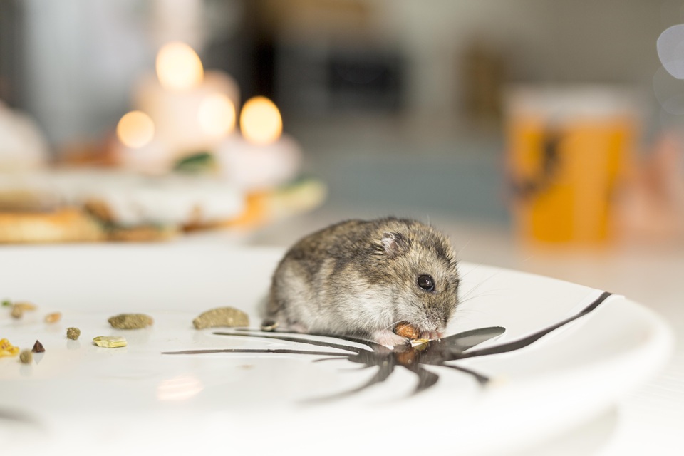 Rodent Behavior And Its Implications For Control Methods