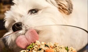 Best Practices For Raising Healthy Doodles