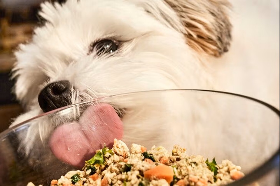 Best Practices For Raising Healthy Doodles