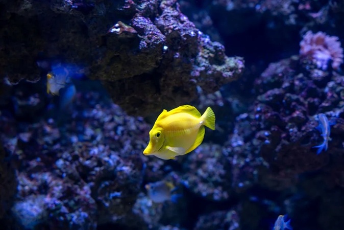 Physical Adaptations Of The Yellow Tang